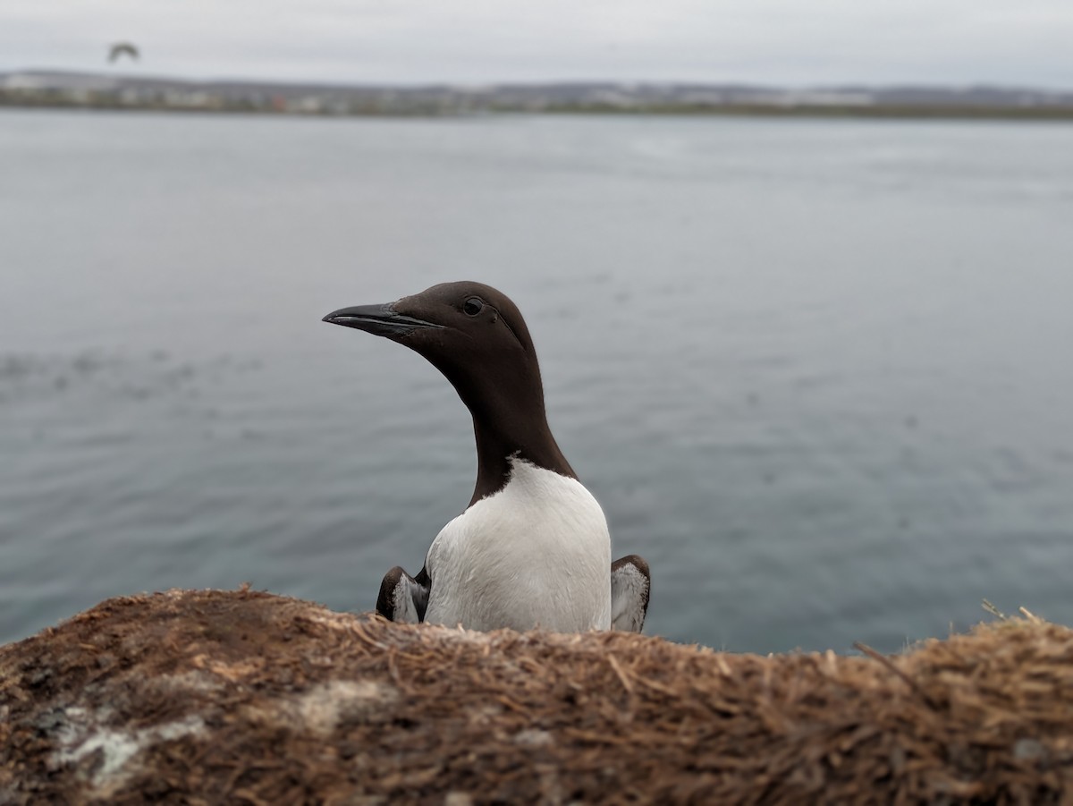 Common Murre - ML638028417