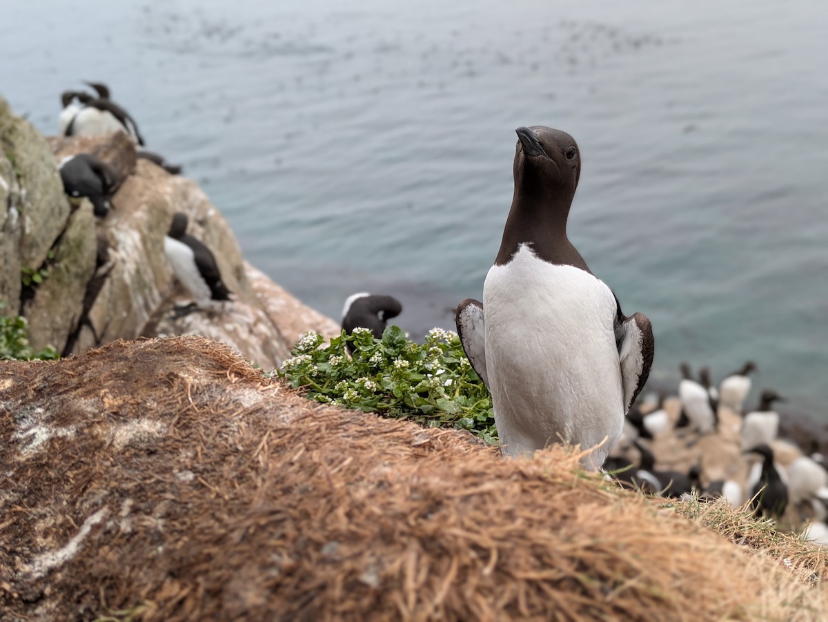 Common Murre - ML638028418