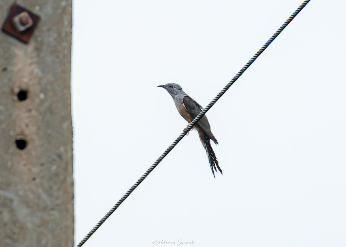 Plaintive Cuckoo - ML638028434