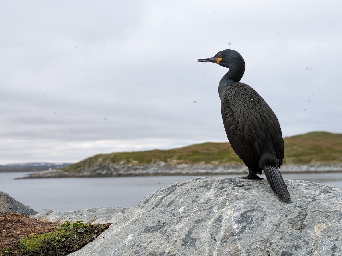 European Shag - ML638028438