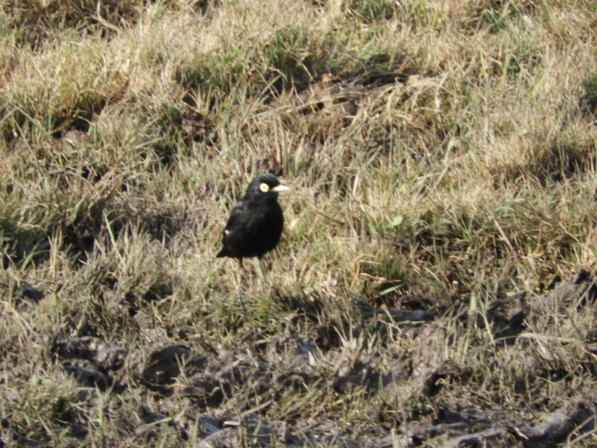 Spectacled Tyrant - ML638028448