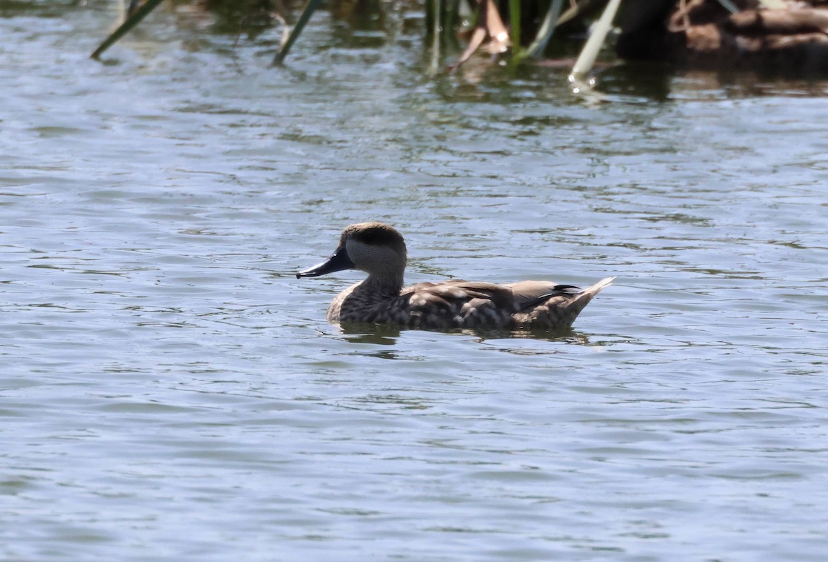 Marbled Duck - ML638028456