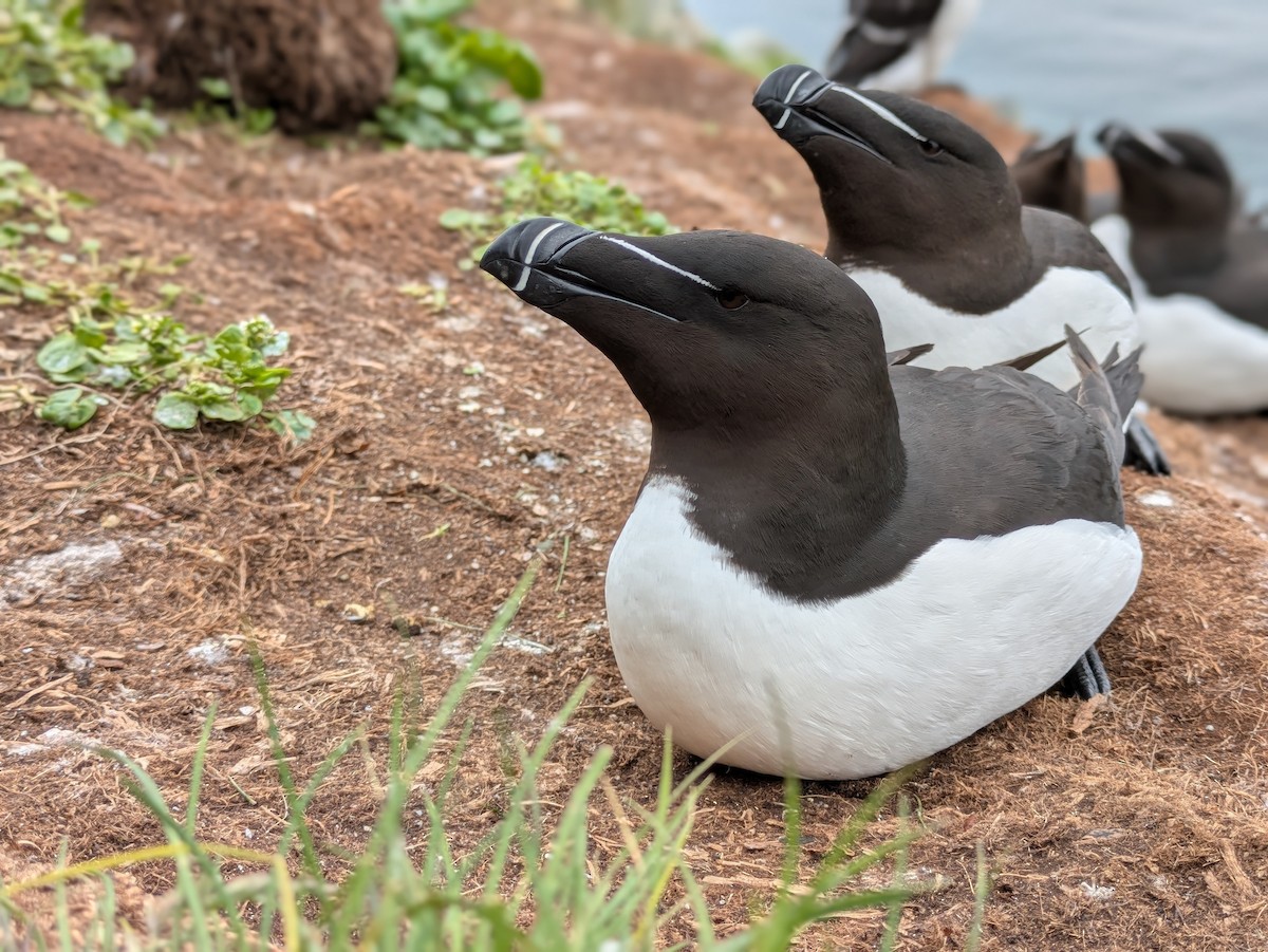 Razorbill - ML638028473