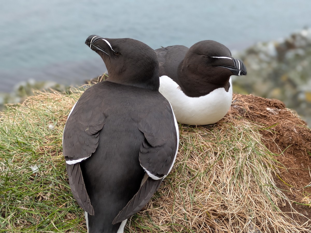 Razorbill - ML638028474
