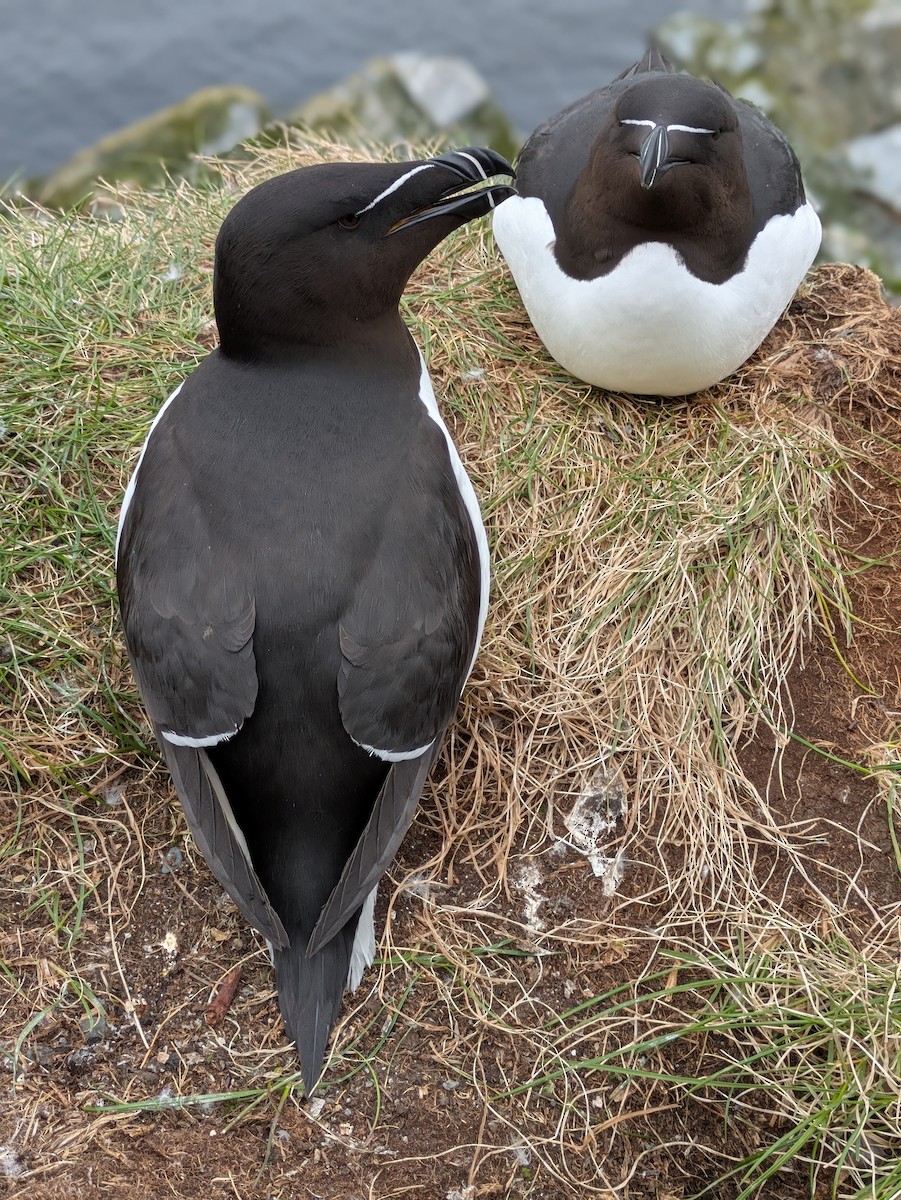 Razorbill - ML638028476