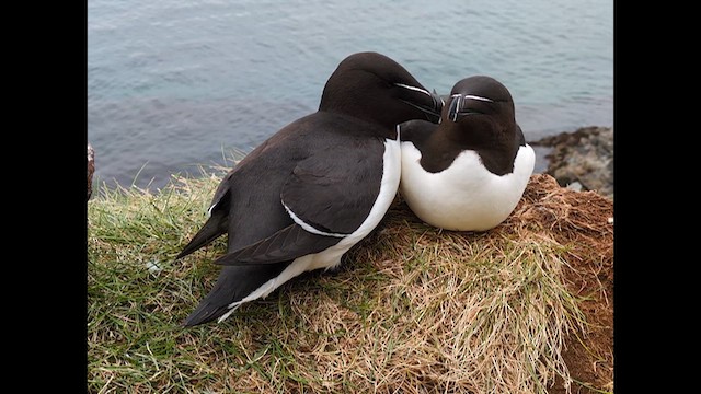 Razorbill - ML638028480