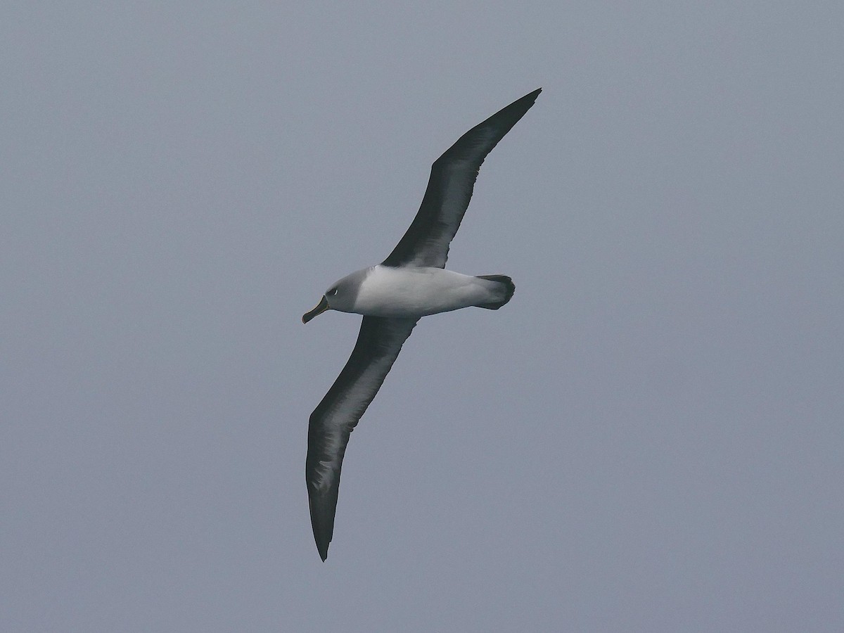Boz Başlı Albatros - ML638028496