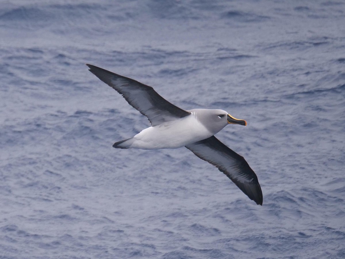 Boz Başlı Albatros - ML638028508