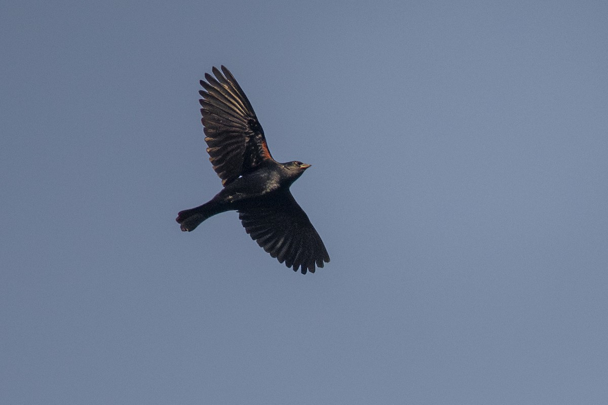 Screaming Cowbird - ML638028511