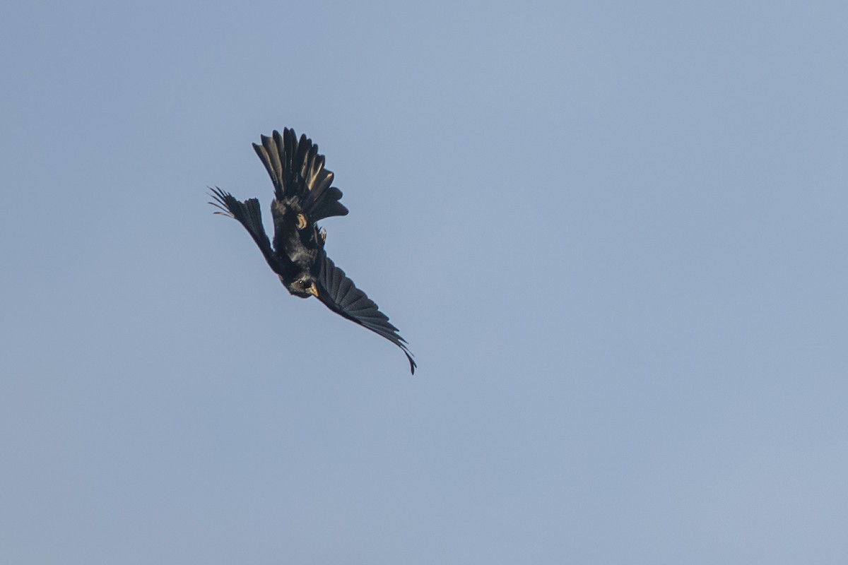 Screaming Cowbird - ML638028513
