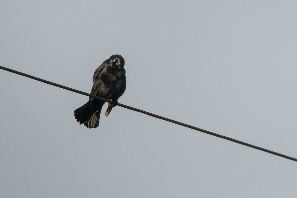 Screaming Cowbird - ML638028514