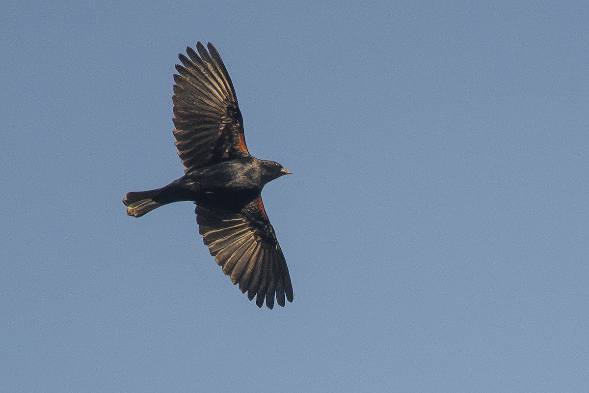 Screaming Cowbird - ML638028515