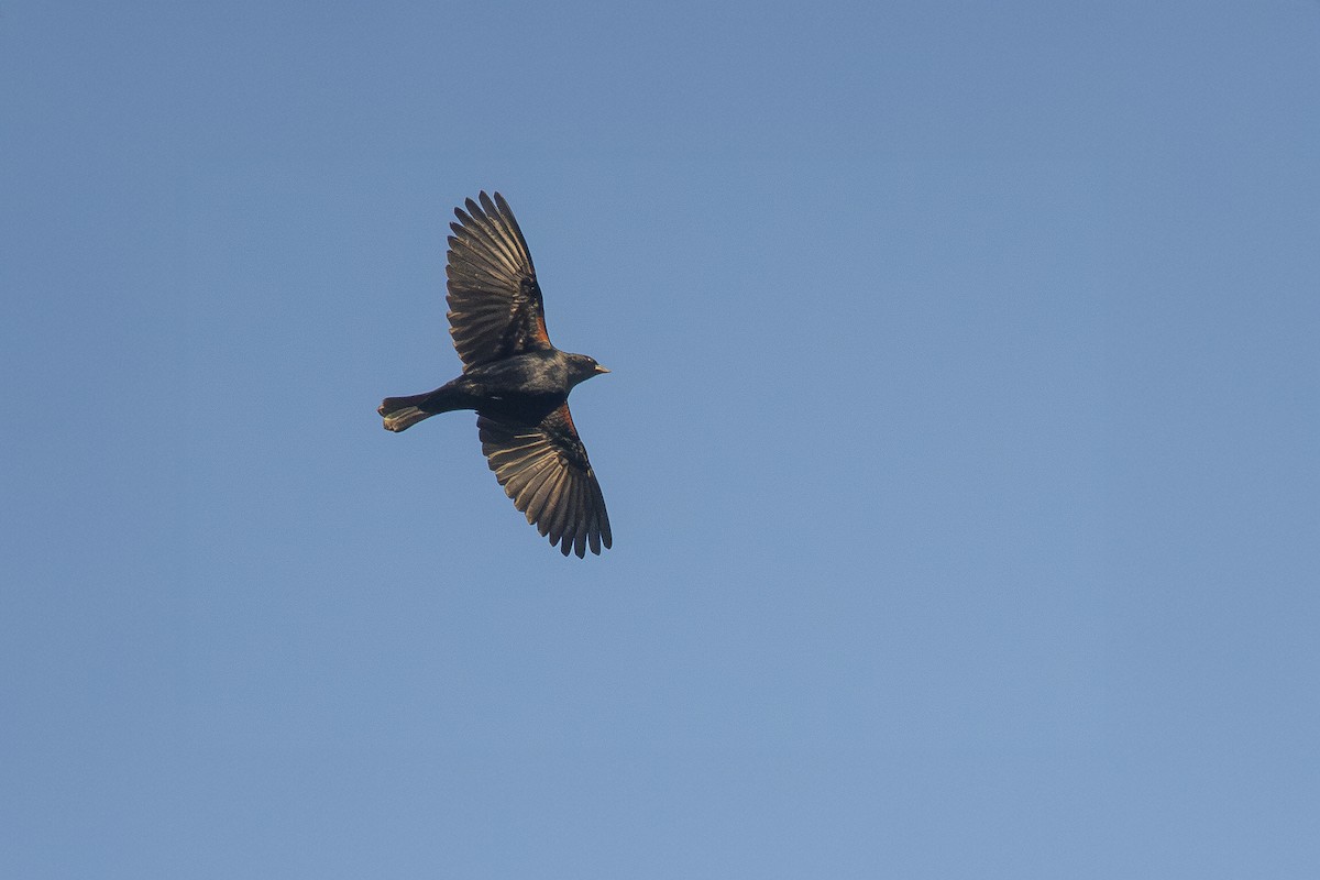 Screaming Cowbird - ML638028516