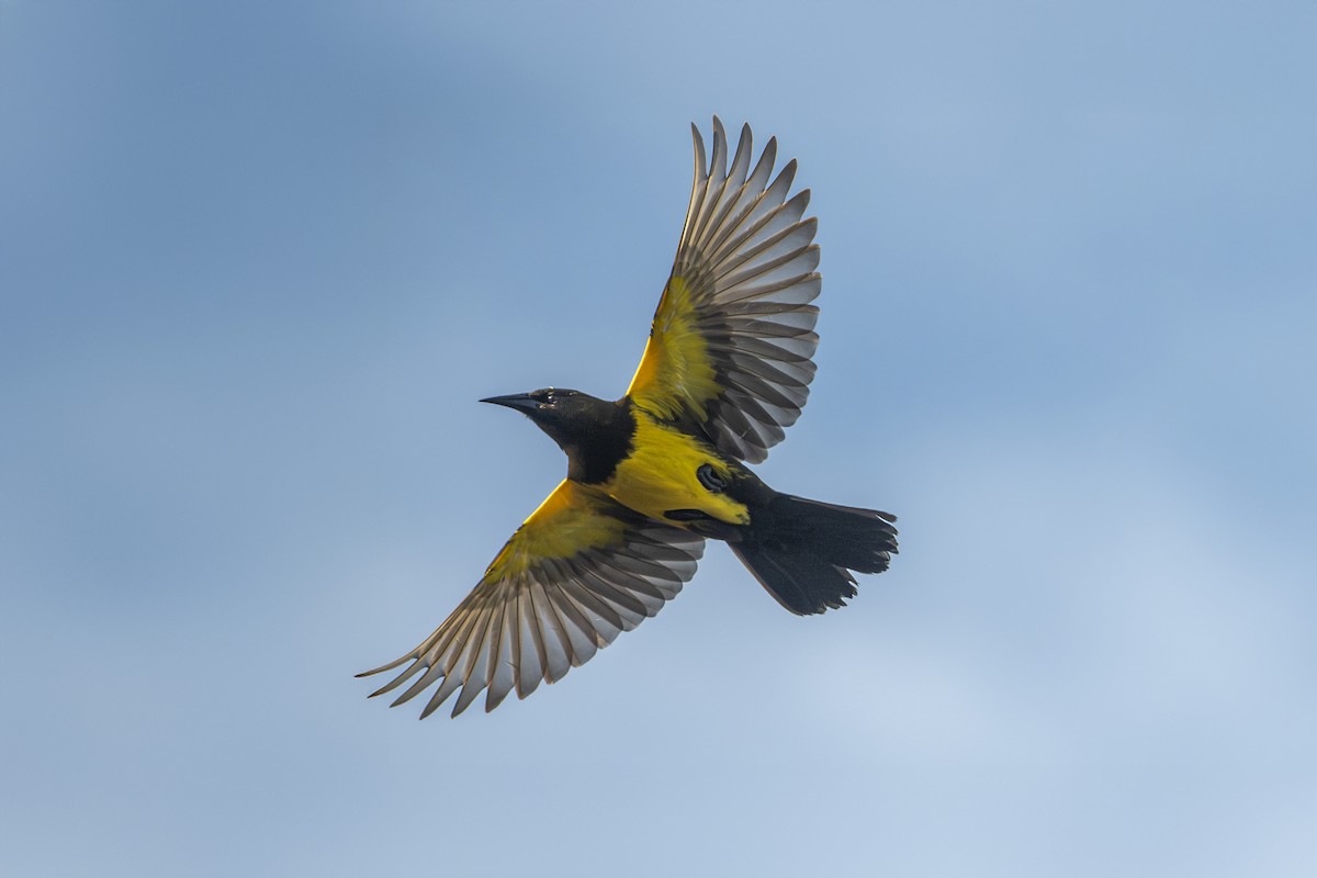 Brown-and-yellow Marshbird - ML638028523