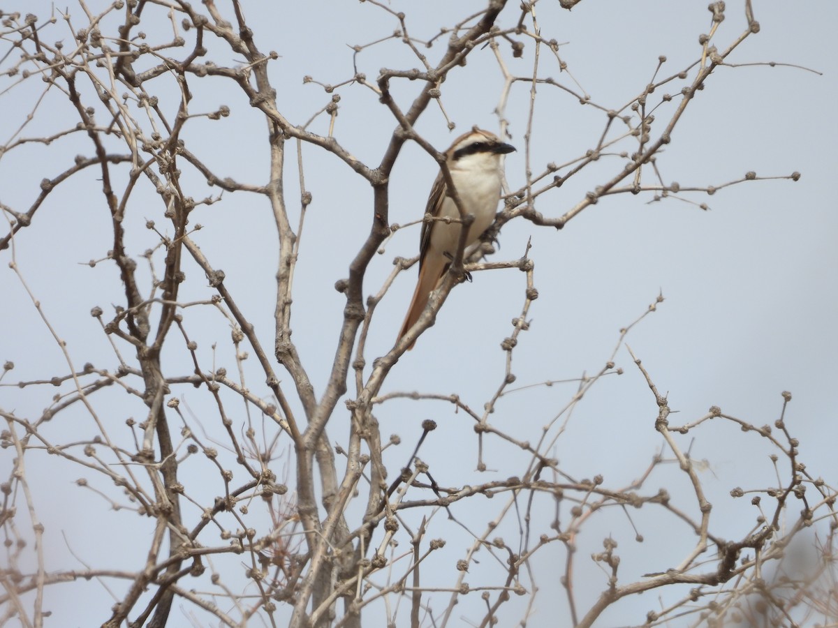 Red-tailed Shrike - ML638028531