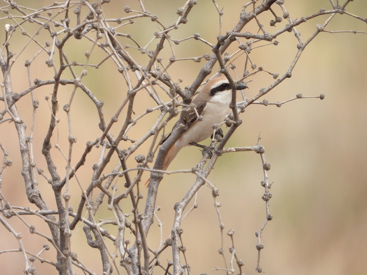 Red-tailed Shrike - ML638028538