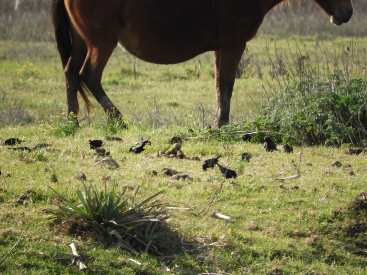 Screaming Cowbird - ML638028549