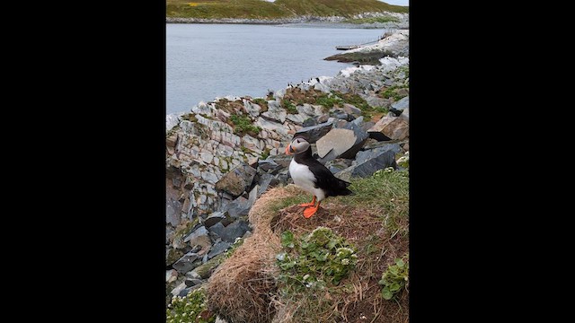Atlantic Puffin - ML638028556