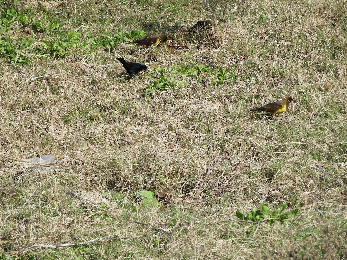 Brown-and-yellow Marshbird - ML638028563