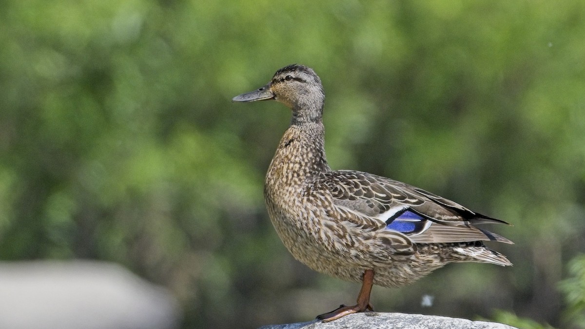 Mallard - ML638028618