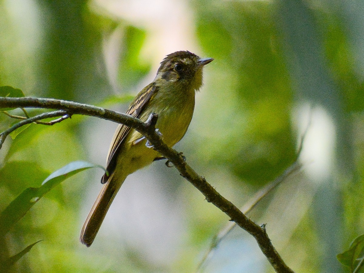 Sepia-capped Flycatcher - ML638028620