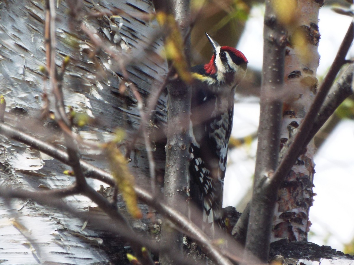 Yellow-bellied Sapsucker - ML638028675