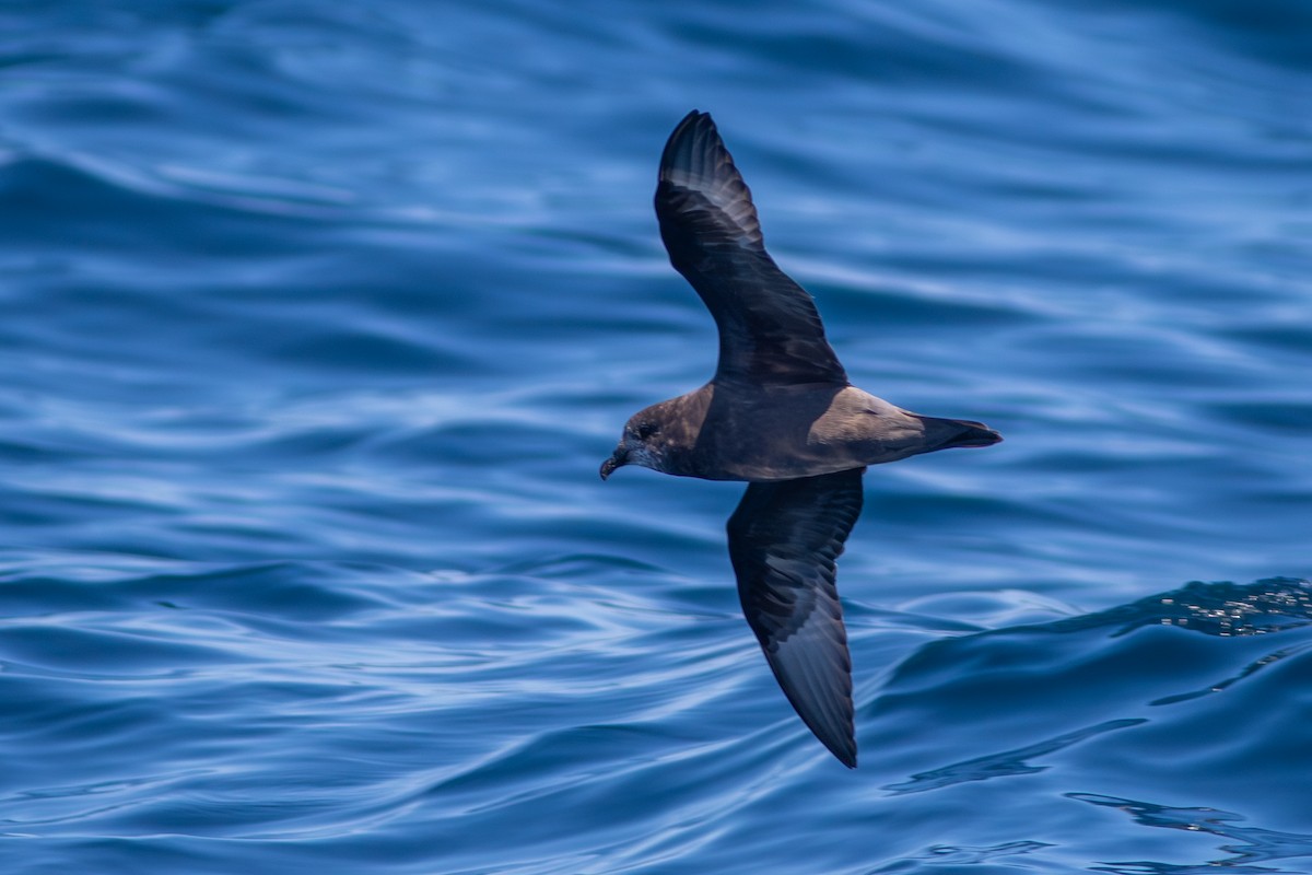 Murphy's Petrel - ML638028695