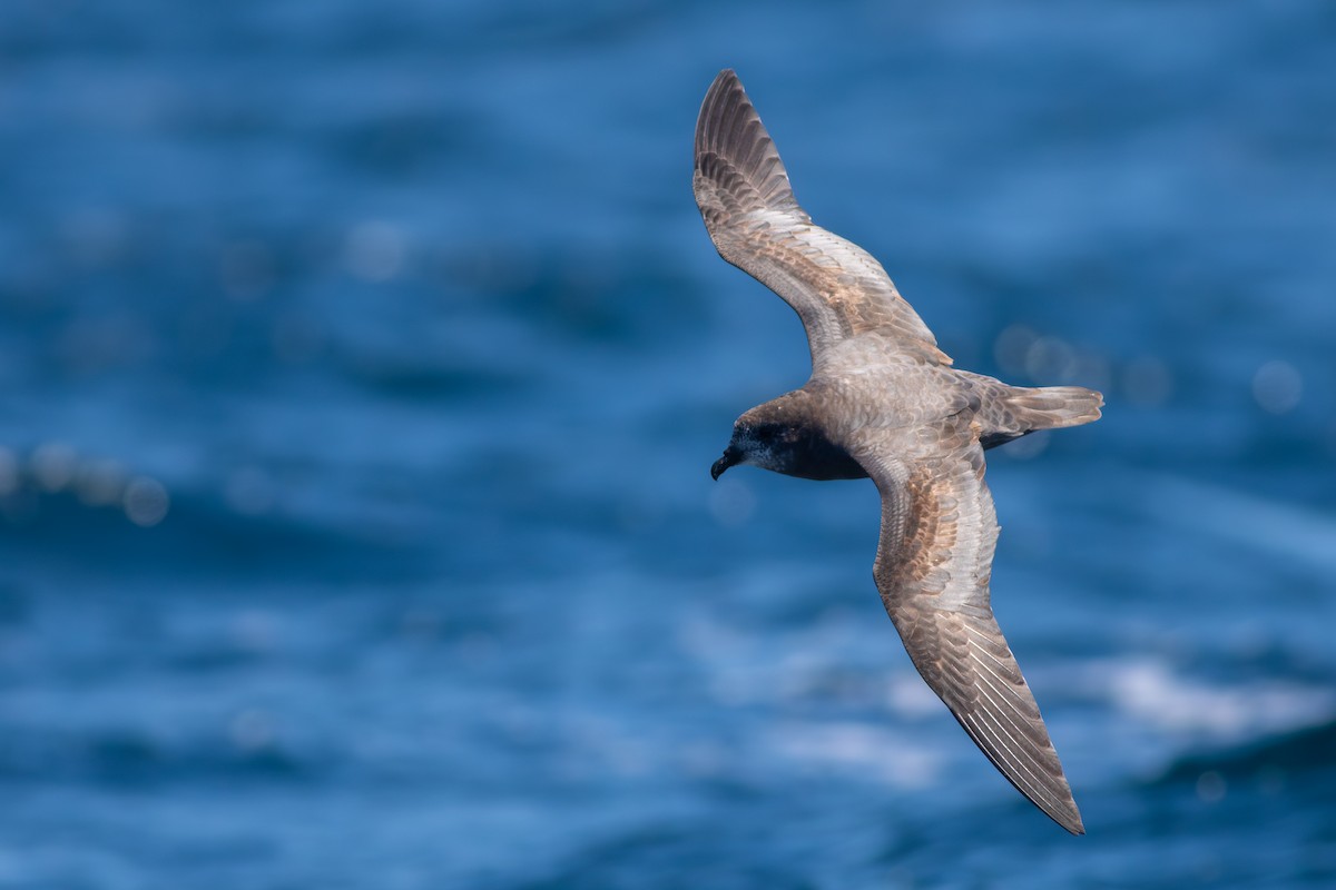 Murphy's Petrel - ML638028696