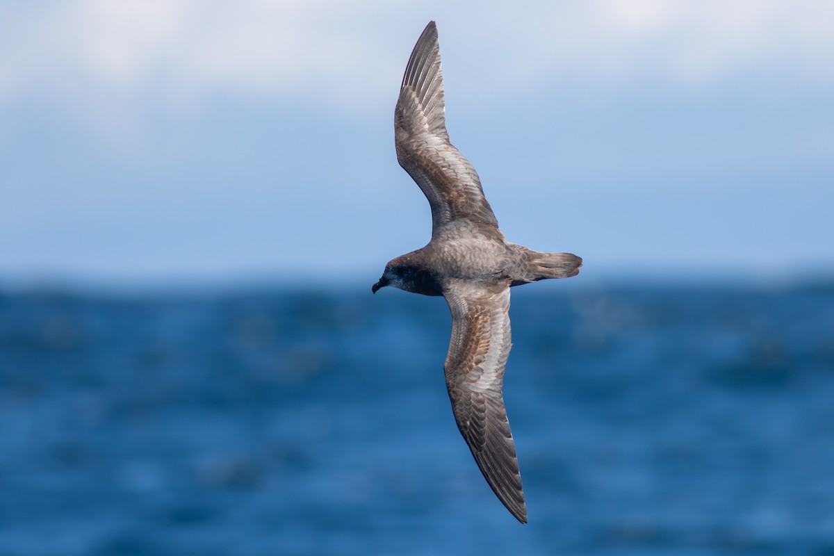 Murphy's Petrel - ML638028697