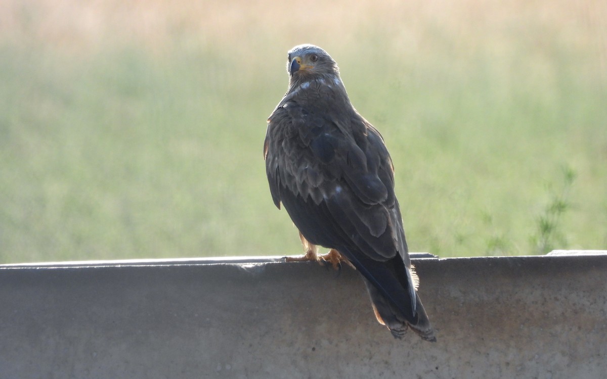 Miru beltza - ML638028700