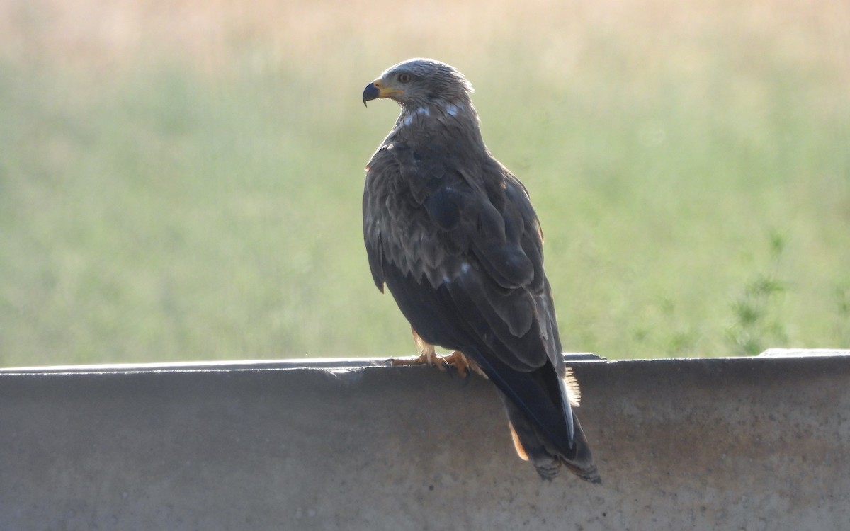 Miru beltza - ML638028701