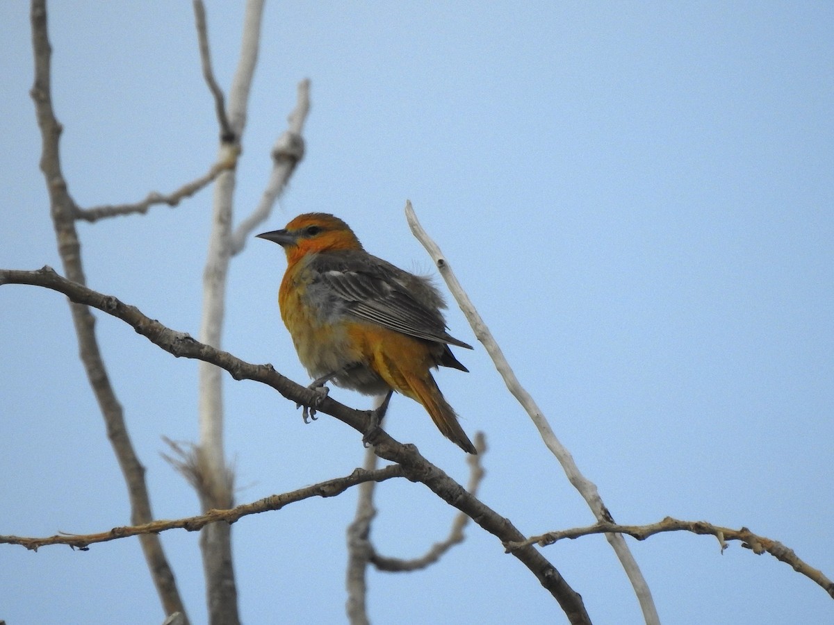 Oriole de Bullock - ML638028706