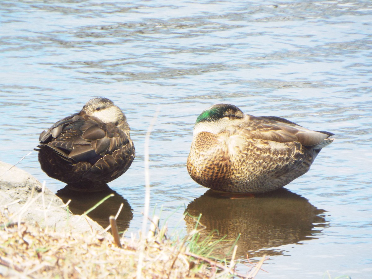 Mallard x American Black Duck (hybrid) - ML638028720