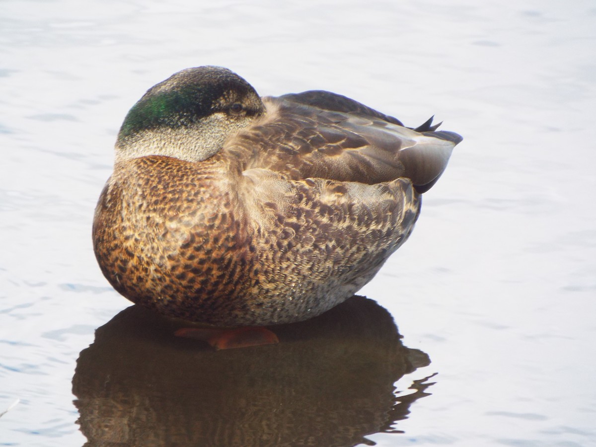 Mallard x American Black Duck (hybrid) - ML638028721