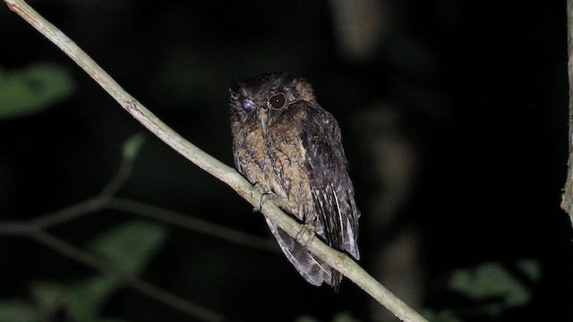 Tawny-bellied Screech-Owl (Austral) - ML638028776