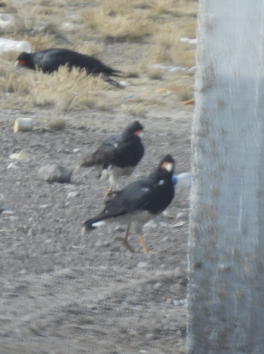 Mountain Caracara - ML638028782