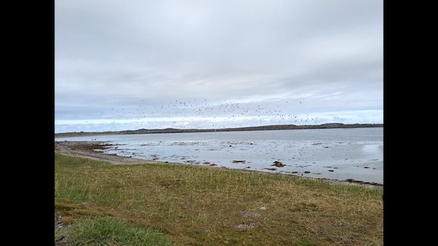 Dreizehenmöwe - ML638028793