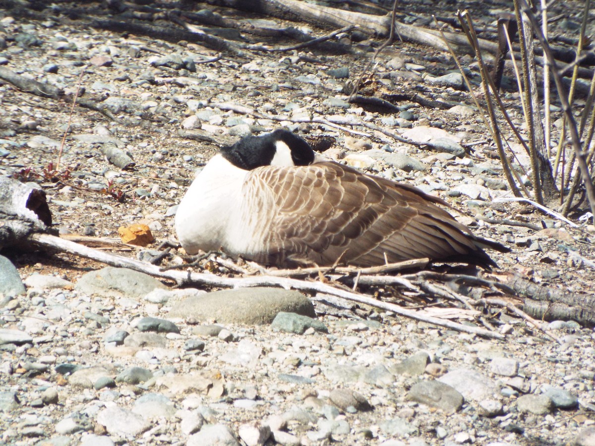 Canada Goose - ML638028805
