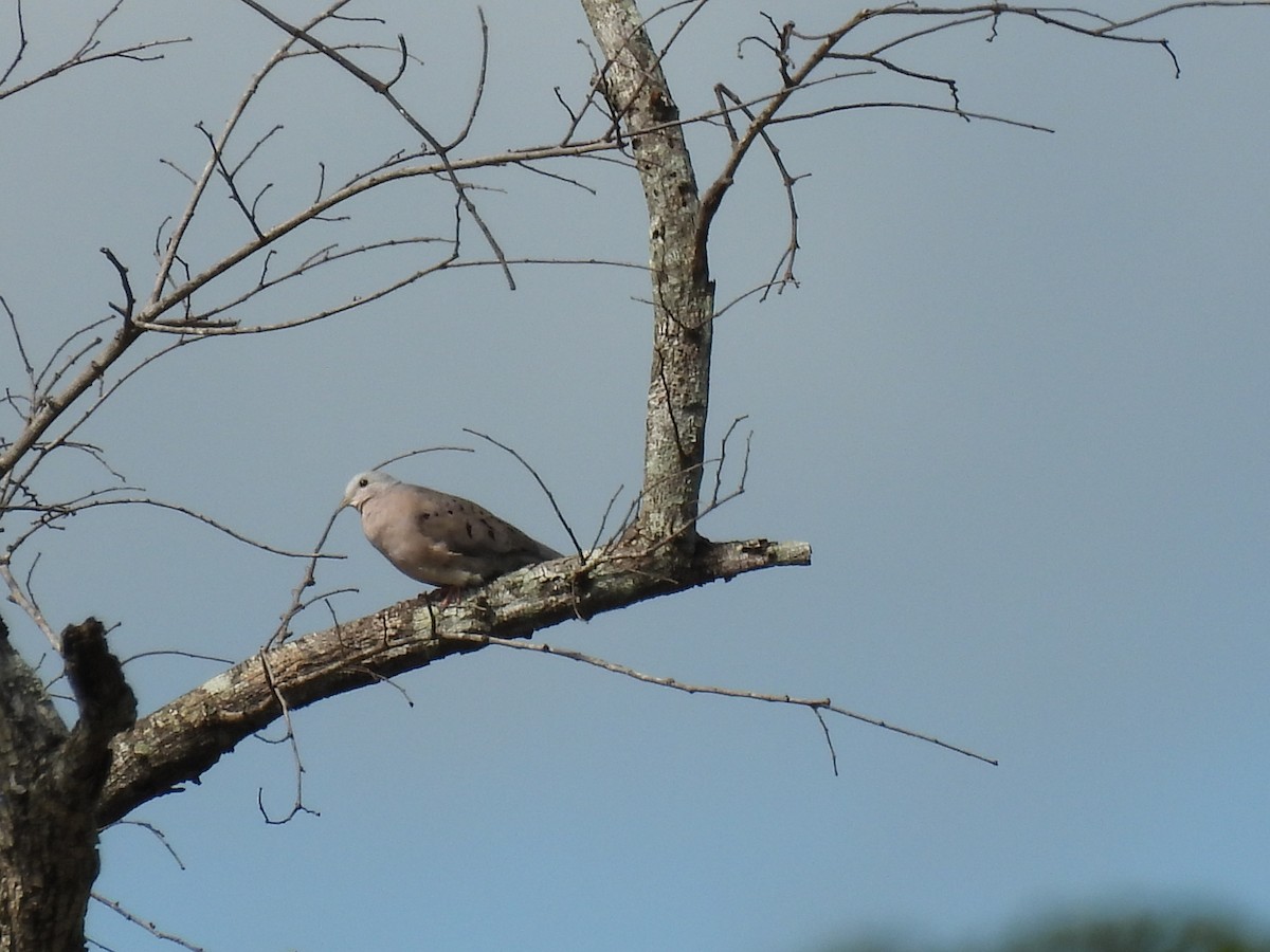 Plain-breasted Ground Dove - ML638028816