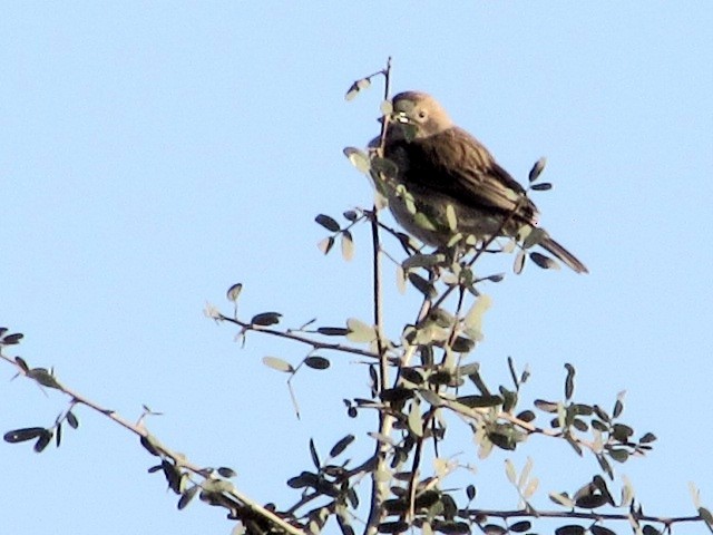 Carbonated Sierra Finch - ML638028824