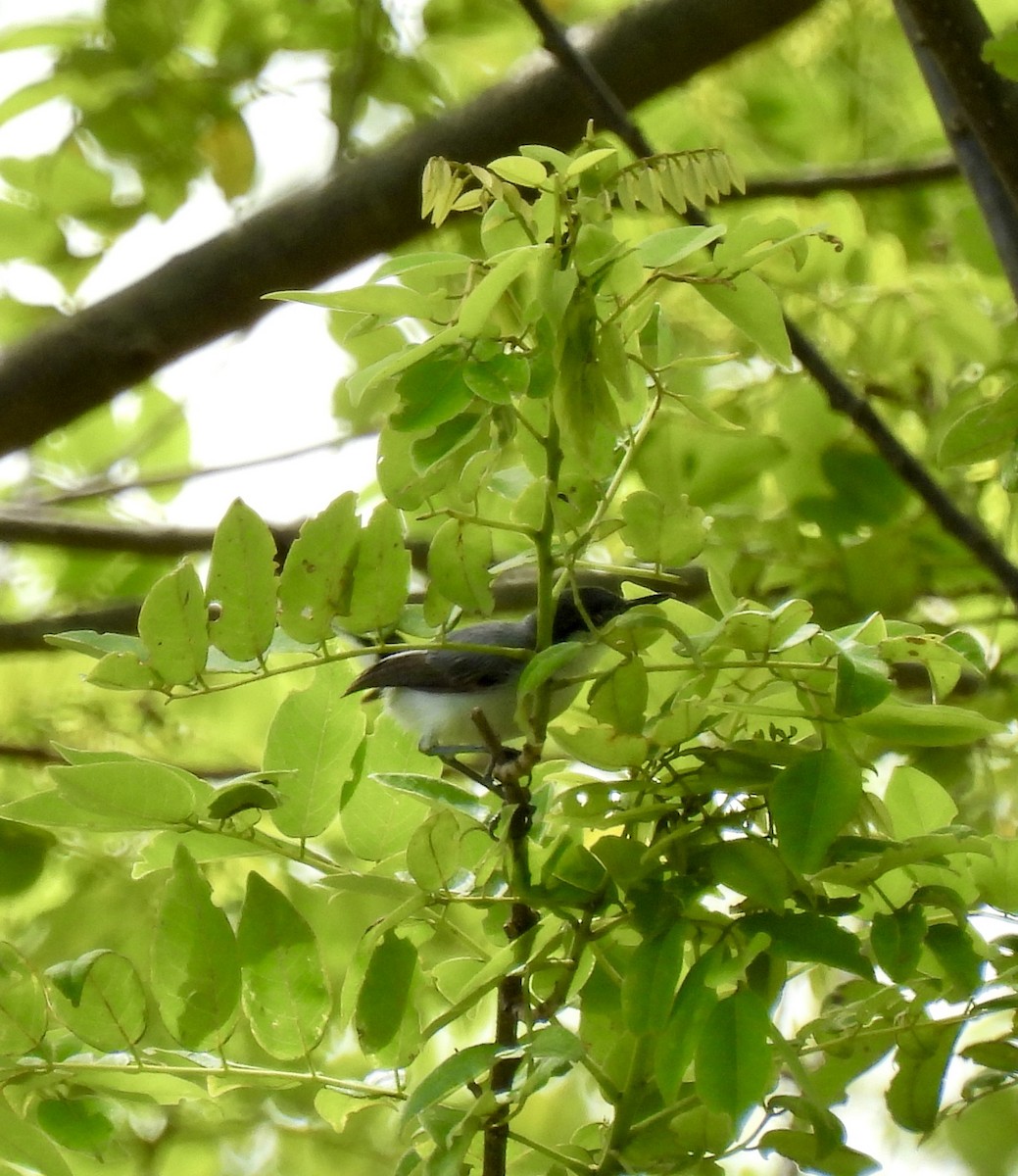 White-lored Gnatcatcher - ML638028857