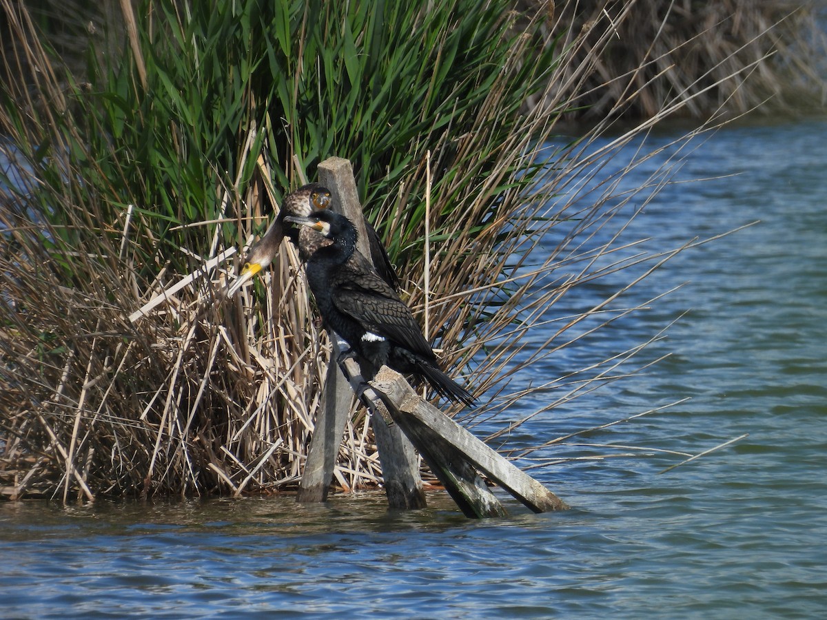 Great Cormorant - ML638028938