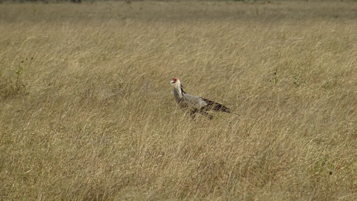 Secretarybird - ML638028981