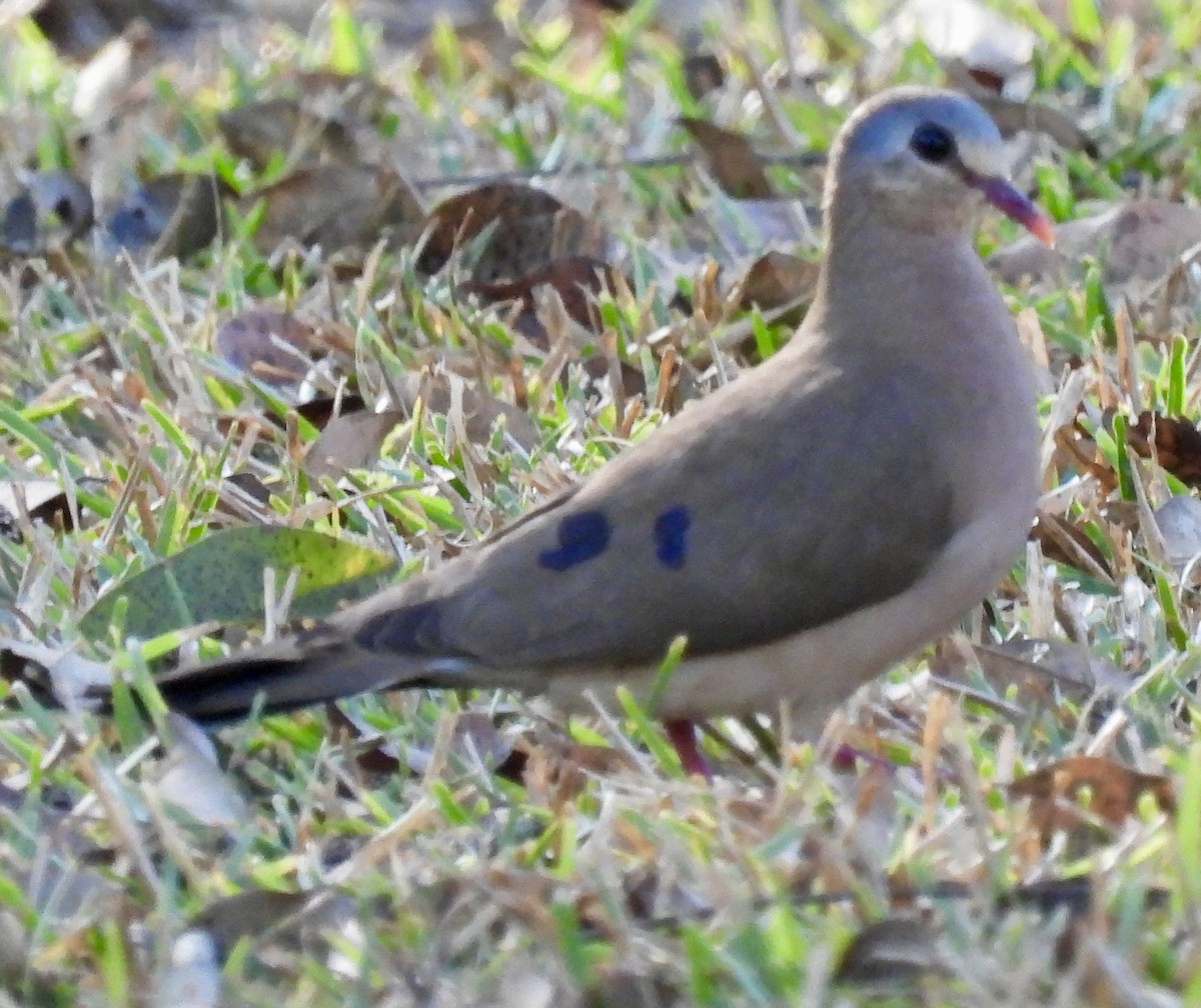 Blue-spotted Wood-Dove - ML638028982