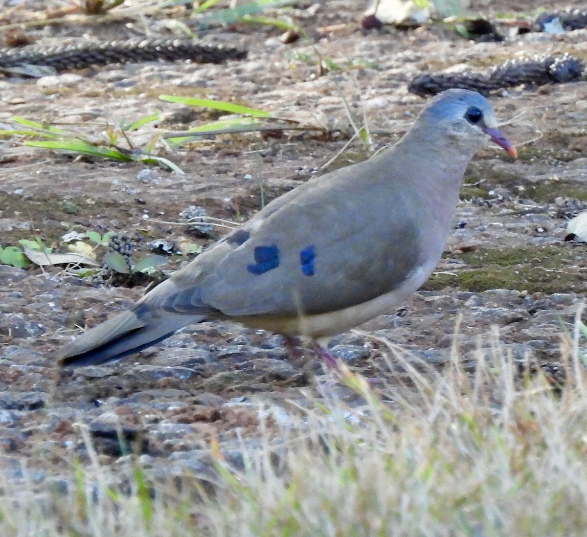 Blue-spotted Wood-Dove - ML638028983