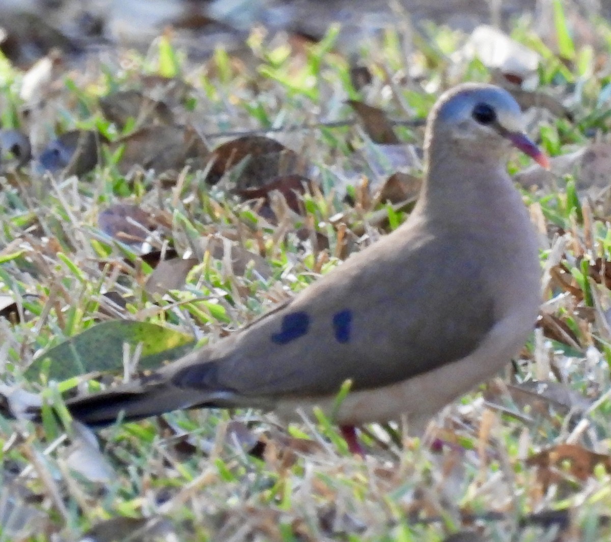 Blue-spotted Wood-Dove - ML638028984