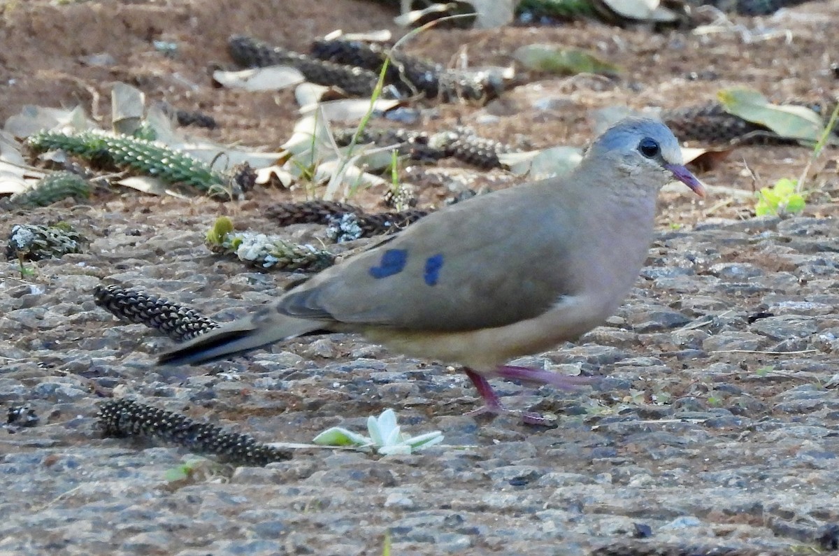 Blue-spotted Wood-Dove - ML638028985