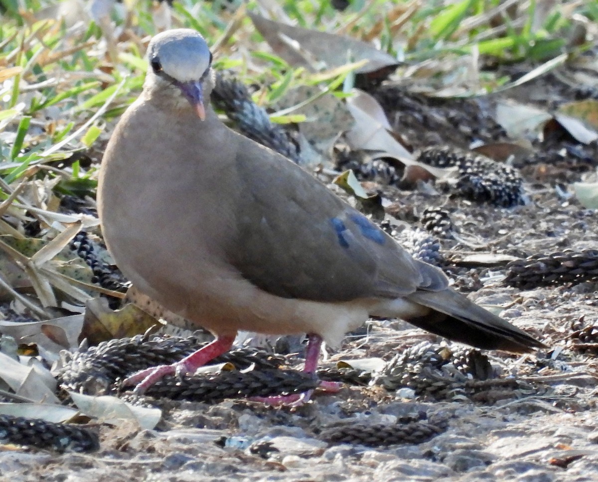 Blue-spotted Wood-Dove - ML638028986