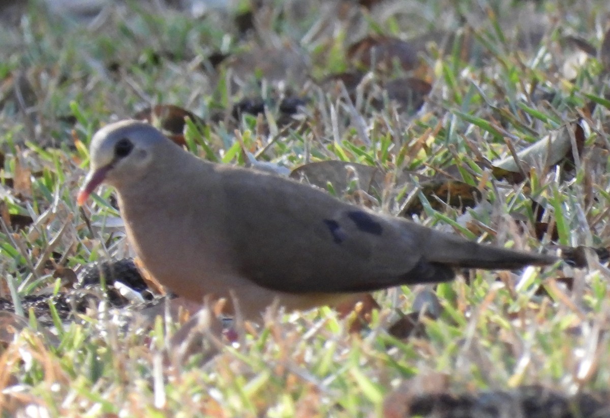Blue-spotted Wood-Dove - ML638028987