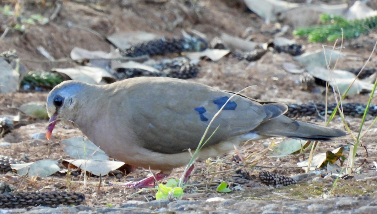 Blue-spotted Wood-Dove - ML638028988